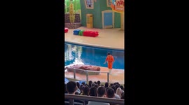 Walrus doing situps amuses zoo visitors in China