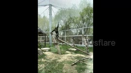 Clever gorilla uses stick to knock down banana stuck in overhead net—stuns visitors with ‘physicist-level’ thinking