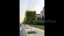 Square-topped roadside trees in Hebei spark online buzz trimmed to avoid high-voltage lines