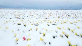 Türkiye: Spectacular images as unseasonal snow blankets tulip field in central Türkiye