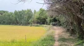 Austrian tourist, 77, found dead after disappearing from home for 10 days in Thailand