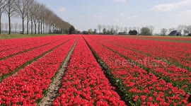 Caribbean Netherlands: Tulips bloom in Netherlands, celebrating spring in full color