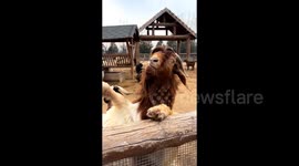Goat stands up and slaps fence to stop tourists from leaving—wins laughs and snacks at Shanxi zoo