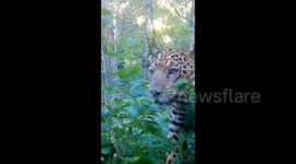Argentina: An Argentine province implements the world's first jaguar protection insurance