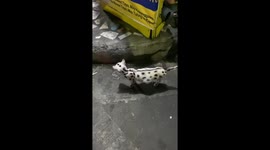 Cat with cheetah-like spots surprises passersby in Manila, Philippines