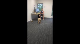 Office Dog Launches Ball