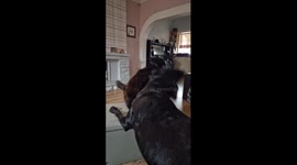 Cute fight between a cat and a dog at home. Happened during the day, cat and dog are very friendly and play fight all the time.