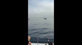 Baby Whale Breaches in Front of Boat