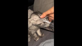 Cat Prefers To Drink Hand-Poured Water From Glass