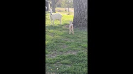 Goat Kid Gets Clotheslined By Mother's Lead