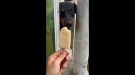 Pup Tries To Eat Entire Popsicle