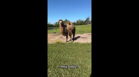 Camel sniffin’