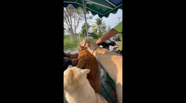 Labrador leaps out of motorbike car side causing dramatic crash - thankfully no injuries