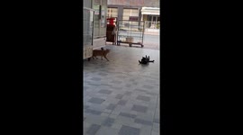 Too funny a small cat being dragged inside