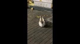 Cat doing sit-ups while grooming in Jingdezhen, China