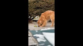 Dog hilariously tries to fit multiple balls in its mouth in Canandaigua, New York, USA