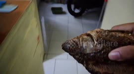 Cat wakes up instantly when fish is brought near its nose