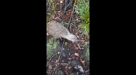 Kiwi bird runs off after approaching person on Stewart Island
