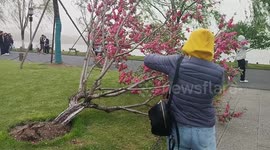 Tree Blown Down at West Lake in Hangzhou