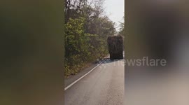 'Toll collector' elephant collects freshly harvested sugarcane from truck