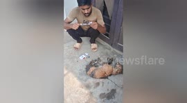 Social organisation rescued aan accident dog in Shahdol , Madhya Pradesh