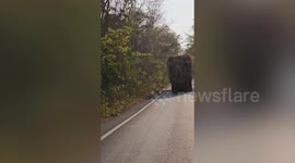 'Toll collector' elephant collects freshly harvested sugarcane from truck