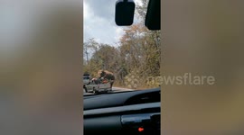 Wild elephant aggressively checks trucks in Thailand
