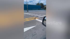Kind driver stops his car to let bird cross road in Taiwan