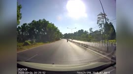 Attentive driver stops car for snake crossing road
