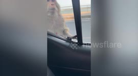 Wild monkeys sit all over car eating bananas from family