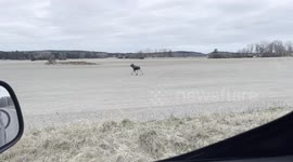 Moose conference