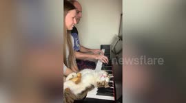 Cat loves napping on piano - while owner plays tunes