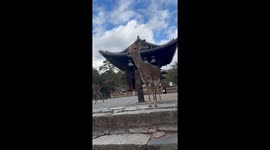 You definitely need to see Nara Park in Japan — it’s one of the most magical and culturally rich places in the country.