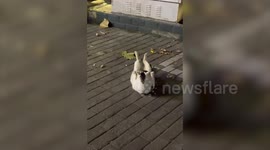 Amusing moment cat appears to do sit-ups on the street