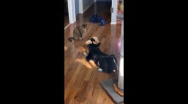 He Just Wants His Pig