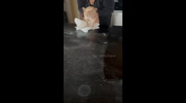 When You Try to Make a Cat Clean Up Its Own Mess