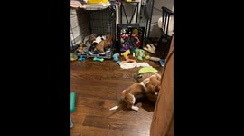 Dachshund Dad Hides from Puppies