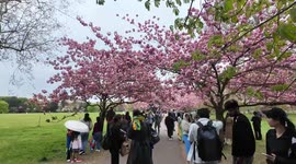 Members of the public admire the beautiful Cherry Blossom Trees in full  bloom in Greenwich Park