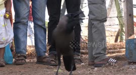 Talking Crow shares Unique Bond with its rescurer,takes the Internet by storm