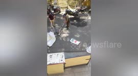 The forest workers catched twice  king Cobra in Haridwar, Uttarakhand
