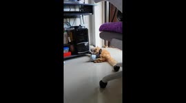 Helpful duck grooms cat friend by pecking her fur