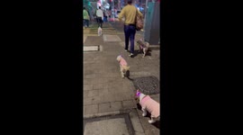 Four pet dogs with matching light-up hats go for walkies