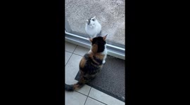 Cat shows off impressive flip to impress another cat in Laakirchen, Austria