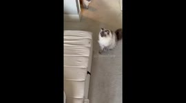 Cat plays with spider in London, England, UK