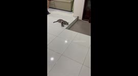 Kitten with head tilted upward and mouth open in Malacca, Malaysia