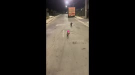 Dogs play tug of war over rabbit in Litueche, Chile
