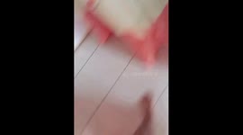 Dog falls after jumping onto mirror in Cariaco, Venezuela
