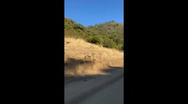 Greyhounds chase rabbit in Litueche, Chile