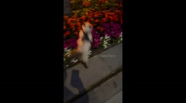 Curious cat sniffs flowers during walk in Brampton, Ontario, Canada