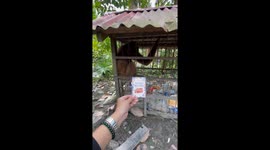 Monkey snatches hijab from person in Benteng Hulu